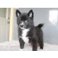 Männliche und weibliche Pomsky Welpen verfügb, Zwergspitz - Hündin