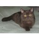 Männliches BKH Jungtiere in chocolate, Britisch Kurzhaarkatze - Kater