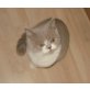 Männliches BKH Kitten in lilac-weiss, Britisch Kurzhaarkatze - Kater