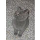 Männliches Britisch Kurzhaar Kitten in blau, Britisch Kurzhaarkatze - Kater