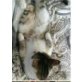 Mäuschen Pipi - Katze