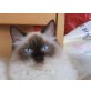 Maeve, Ragdoll - Katze