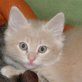 Mafalda, rote - Katze