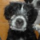 Maffy, Cocker-Spaniel-Mix - Rüde