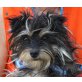 Magalie, Yorkshire Terrier - Hündin