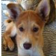 Maggi , Husky Mischling - Hündin