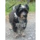 Maggie, Bolnka-Mix - Hündin