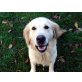 Maggie, Golden Retriever - Hündin