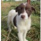 Maggie, auf der Suche nach einer neuen Familie - Hündin