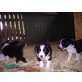 Maggy, Border-Collie Welpen - Hündin