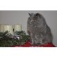 Maggy, Britisch Langhaar - Katze
