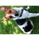 Maggy, Jack-Russell-Terrier - Hündin