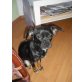 Maggy, Mallorca-Mix - Hündin