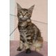 Magic Lions Quesita, Maine Coon - Katze
