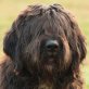 Magic Max, Labradoodle-Neufundländer-Mix - Rüde