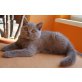Magic, Moonlight, Britisch Kurzhaarkatze - Katze