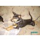 Magie, Zwergpinscher - Hündin