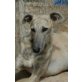 Magno, kastriert, geb. 2011, Galgo Español - Rüde