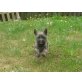 Magnum u. Mac, Cairn-Terrier - Rüde