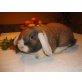 Magnus von den Kuschelkaninchen, Zwergwidder WO - männlich