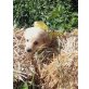 Magyar Viszler - Labrador  Welpen - Rüde