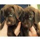 Magyar Vizsla & Deutsch Kurzhaar Welpen - Hündin