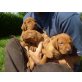 Magyar Vizsla - Hündin