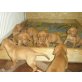 Magyar Vizsla - Hündin
