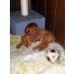 Magyar Vizsla - Hündin