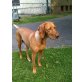 Magyar Vizsla - Hündin