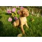 Magyar Vizsla - Hündin