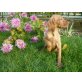 Magyar Vizsla - Hündin