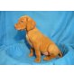 Magyar Vizsla - Hündin