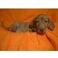 Magyar Vizsla - Hündin