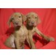 Magyar Vizsla - Hündin