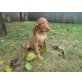 Magyar Vizsla - Hündin