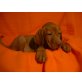 Magyar Vizsla - Hündin