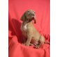 Magyar Vizsla - Hündin