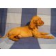 Magyar Vizsla - Hündin
