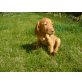 Magyar Vizsla - Hündin