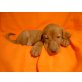 Magyar Vizsla - Hündin