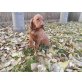 Magyar Vizsla - Hündin
