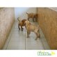 Magyar Vizsla - Hündin