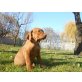 Magyar Vizsla - Hündin