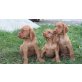 Magyar Vizsla - Hündin