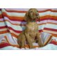 Magyar Vizsla - Hündin