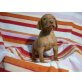 Magyar Vizsla - Hündin