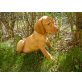 Magyar Vizsla - Hündin