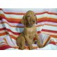 Magyar Vizsla - Hündin