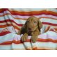 Magyar Vizsla - Hündin